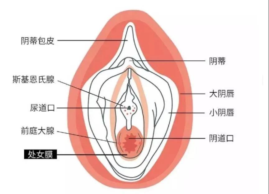 女人下部隐私.(不遮挡)