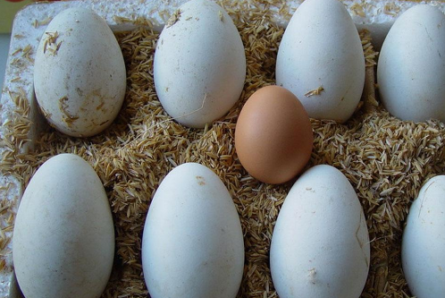 鹅蛋的最佳吃法，有什么功效吗