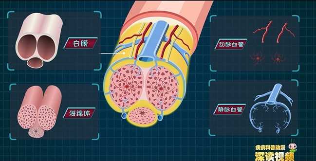 用手过度的海绵体受损怎么恢复