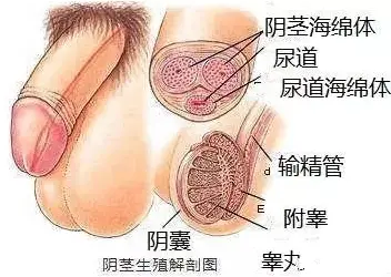 增大膏到底有没有用