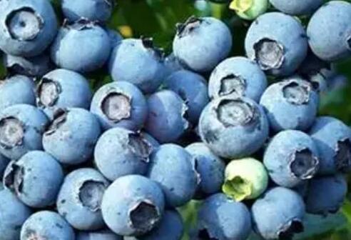 蓝莓有什么营养价值怎么吃