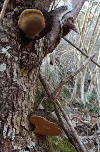 桑黄长在树的什么地方