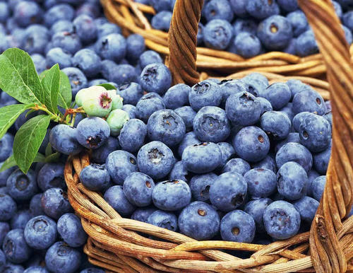 蓝莓有什么营养价值怎么吃
