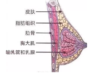 经常摸可以使女生胸变大吗