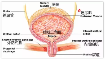 提肛运动能控制射精吗