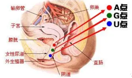 女人到底能承受多大的丁丁