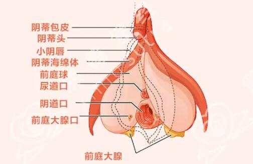 明明没感觉却会流水是为什么