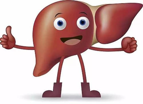肝脏有什么功能和作用是什么