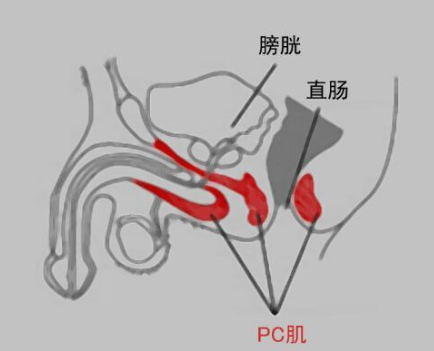 运动真的能延时吗