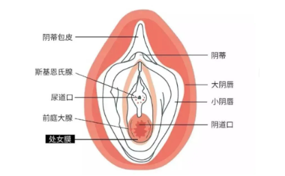 第一次太过紧张是不是硬不起